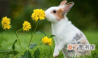 复活节兔子的由来 复活节兔子的由来是什么