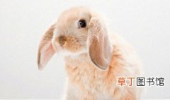 夏温拿兔品种 什么是夏温拿兔