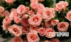 粉色玫瑰花的花语是什么寓意 粉色玫瑰的养护