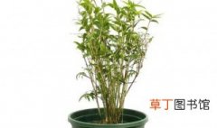 竹子类盆栽有哪些品种 竹子类盆栽品种介绍