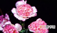 粉康乃馨花的花语是什么 粉康乃馨花的花语代表什么