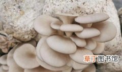采蘑菇是什么意思 什么是采蘑菇
