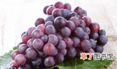葡萄适合什么季节种植 葡萄适合在哪个季节种植
