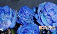 蓝色玫瑰代表什么象征意义 蓝色玫瑰的意义