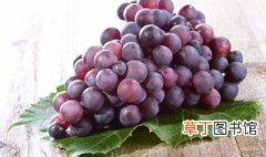 日本葡萄品种排名 日本葡萄品种的排名