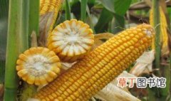 最抗倒伏的玉米品种 最抗倒伏的玉米品种介绍