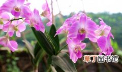 最漂亮的石斛兰品种 石斛兰常见10种最美品种