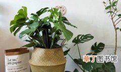 室内客厅放什么植物最好 适合客厅养的大型植物