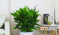 客厅比较好养活的大型绿植 适合客厅养的大型植物