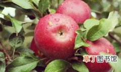 苹果怎么种植 苹果的种植方法