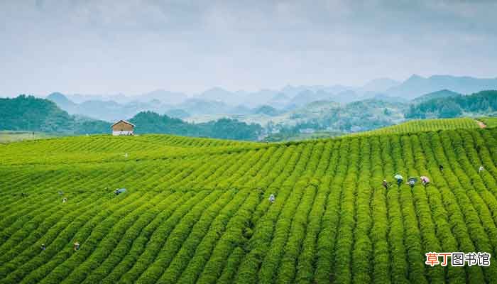 茶叶的保存方法长期保存方法 茶叶如何长期保存方法