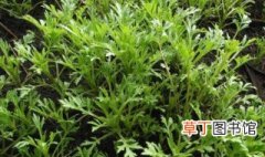 长江中下游六月种什么蔬菜好，长江中下游种菜季节表