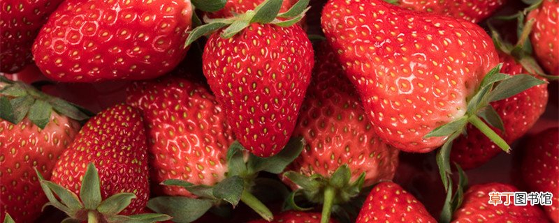草莓吃的什么部位 我们吃的草莓是草莓的什么部位