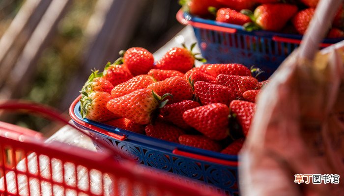 草莓吃的什么部位 我们吃的草莓是草莓的什么部位