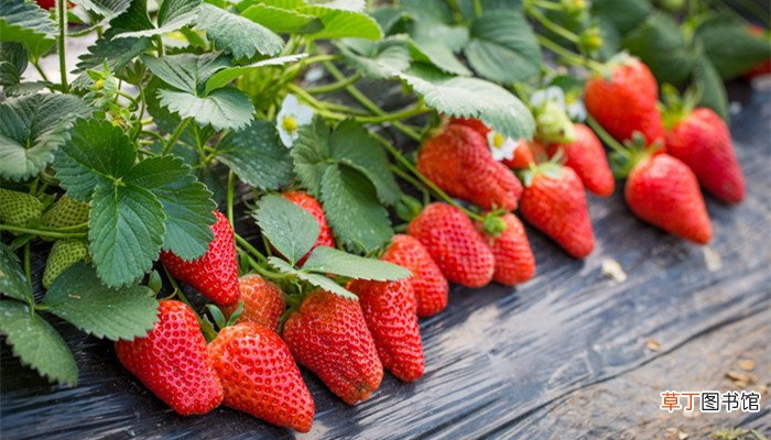 吃的草莓是什么部位 我们常吃的草莓是它的什么部位