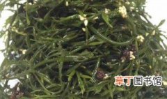 马尾藻怎么做好吃 马尾藻好吃的做法介绍
