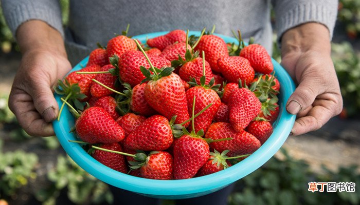 我们吃的草莓是哪个部位 草莓是吃什么部位