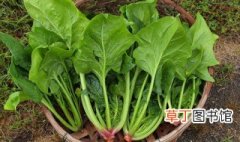 广州3月适合种什么蔬菜，广州三月种什么菜