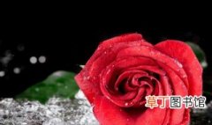 玫瑰花的特征 玫瑰花的外形特点