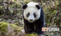 大熊猫生活环境特点 关于大熊猫生活环境特点介绍