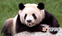中国大熊猫分布在哪里 中国大熊猫的简介