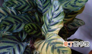 孔雀竹芋叶子发黄是怎么回事 孔雀竹芋叶子发黄的原因是什么