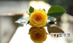 三朵黄玫瑰代表什么意思 黄玫瑰的花语是什么