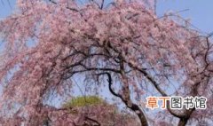 樱花树怎么种植 樱花树如何种植