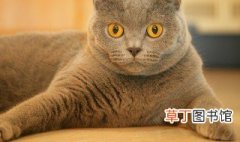 日系猫咪名字 猫咪的日系名字精选