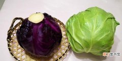 紫甘蓝和绿甘蓝的区别介绍 紫甘蓝是紫包菜吗