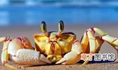 螃蟹有几只脚 螃蟹有多少只脚