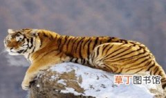 东北虎是国家几级保护动物 东北虎是属于国家几级保护动物