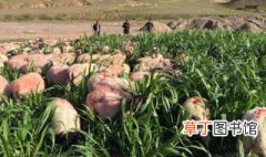 200只羊要种几亩牧草 有什么养殖方法