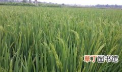 2019黑龙江水稻审定品种 六大品种最高产