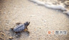 养缅甸陆龟需要注意什么 缅甸陆龟用放在水里养吗