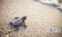 东锦龟可以放在深水里养吗，东锦龟可以一直在水里养吗