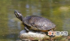 黄缘龟能长时间在水里吗 黄缘龟要放在水里养的吗