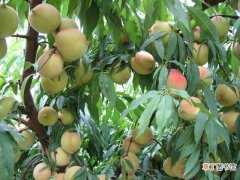 水蜜桃种植技术 水蜜桃怎么种植