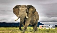 大象到底有多重呢到底的意思 大象到底有多重呢释义