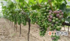 种植葡萄开始于什么朝代 我国最早栽培葡萄是什么时候