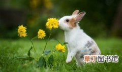 小白兔的特点是什么 小白兔的特点介绍