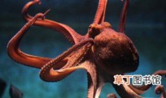 章鱼用什么水养 章鱼能放在水里养吗
