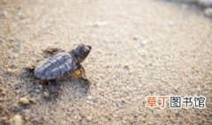 小巴西龟能放在深水里养吗，幼小的巴西龟应该放在水里养吗