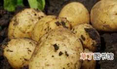 种土豆的方法和步骤 种土豆怎么做