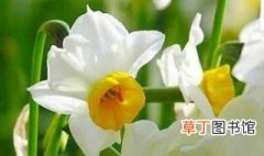水仙花的养殖方法和注意 水仙花的养殖方法和注意介绍
