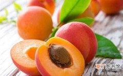 杏子的营养做法 杏子有什么功效与作用