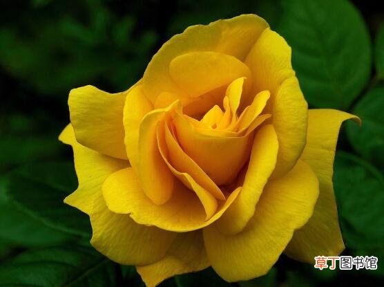 玫瑰的几大品种是哪几种 玫瑰花品种大全，细数玫瑰花八大品种