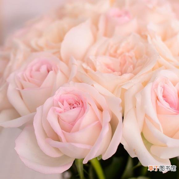 玫瑰花都有哪些花语 玫瑰不同颜色品种的花语是什么
