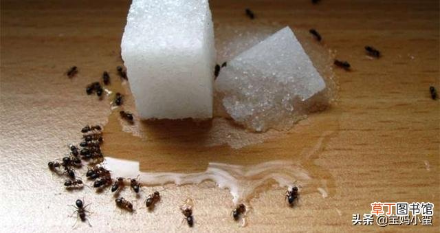 家里有蚂蚁怎么办能除根吗（家里的蚂蚁怎么彻底消除