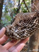 蜂房有 哪些功效 蜂巢有什么作用